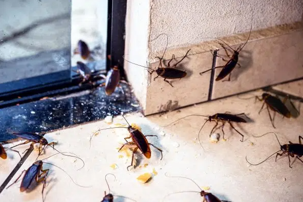 Cafards dans une habitation
